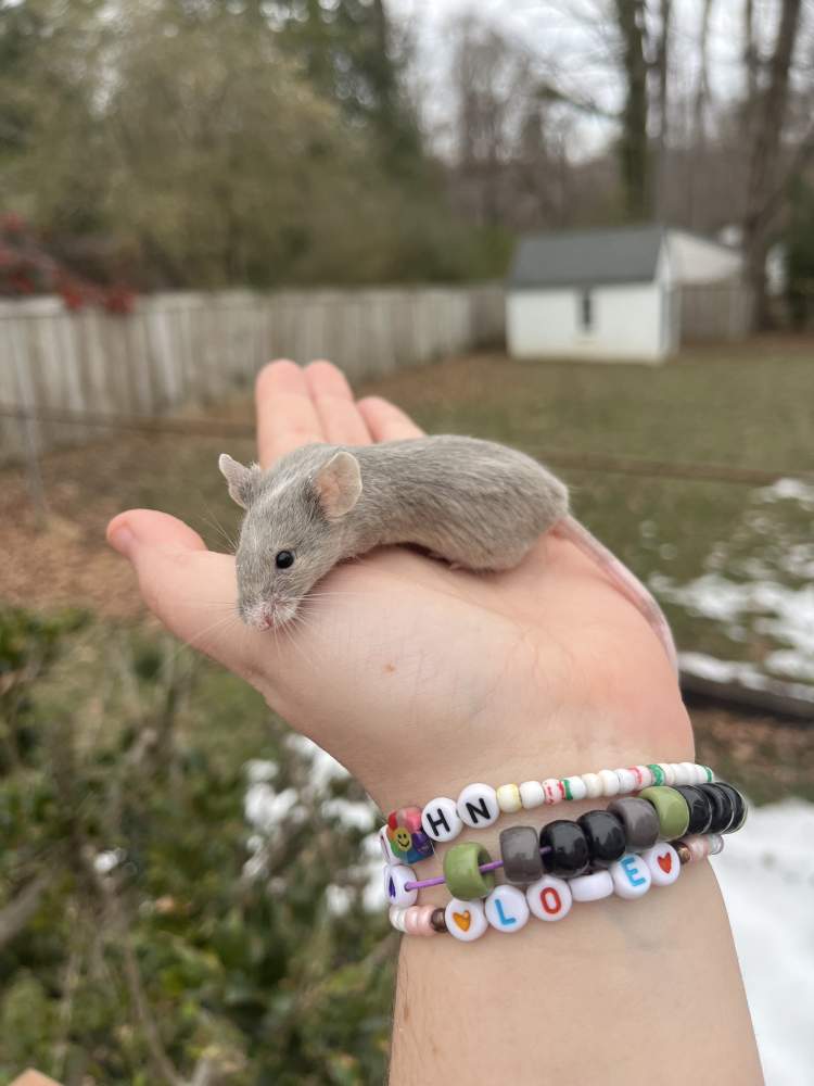 Fancy mouse Rehomed Mus musculus 