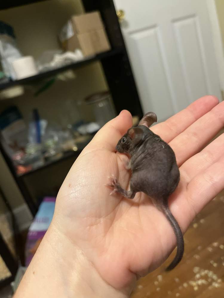 Fancy mouse Breeder Mus musculus 