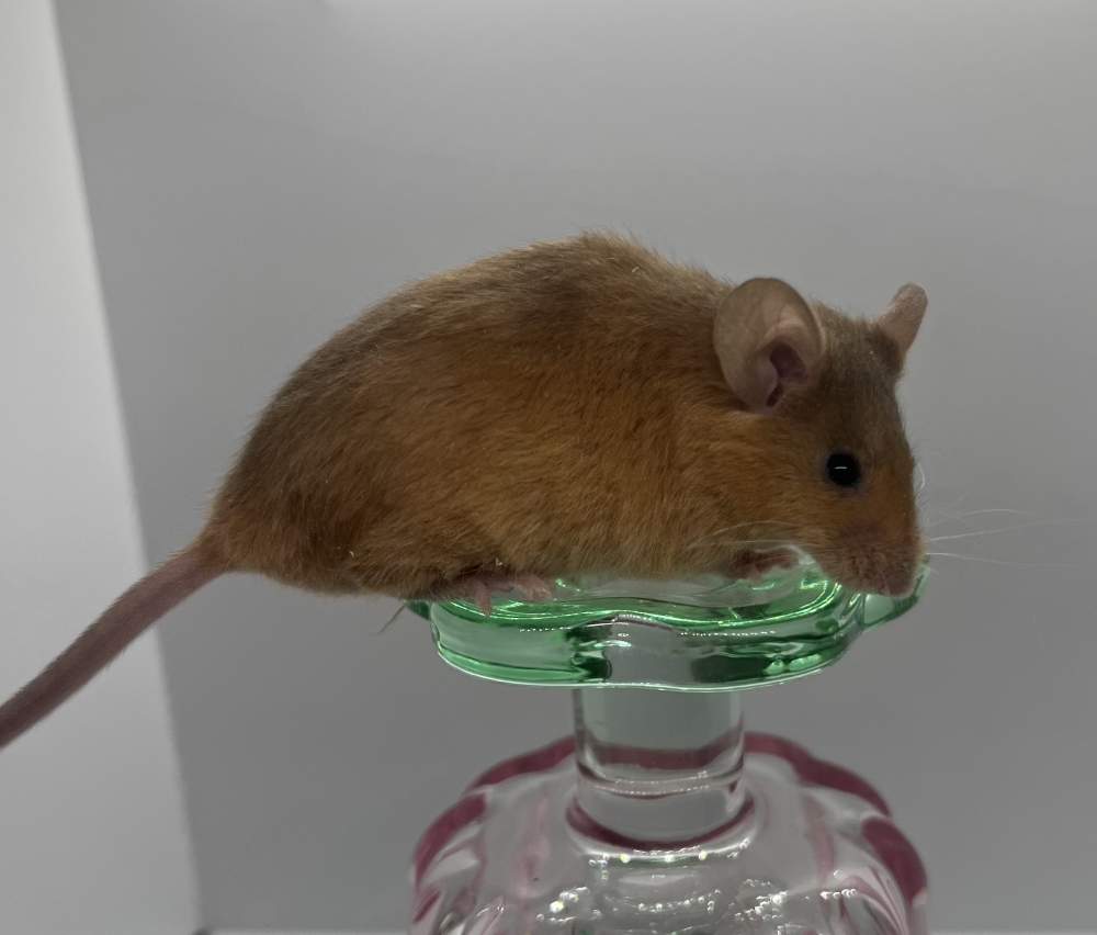 Fancy mouse Breeder Mus musculus 