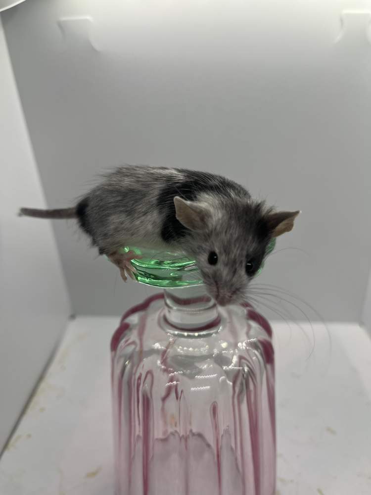 Fancy mouse Owned by other Mus musculus 