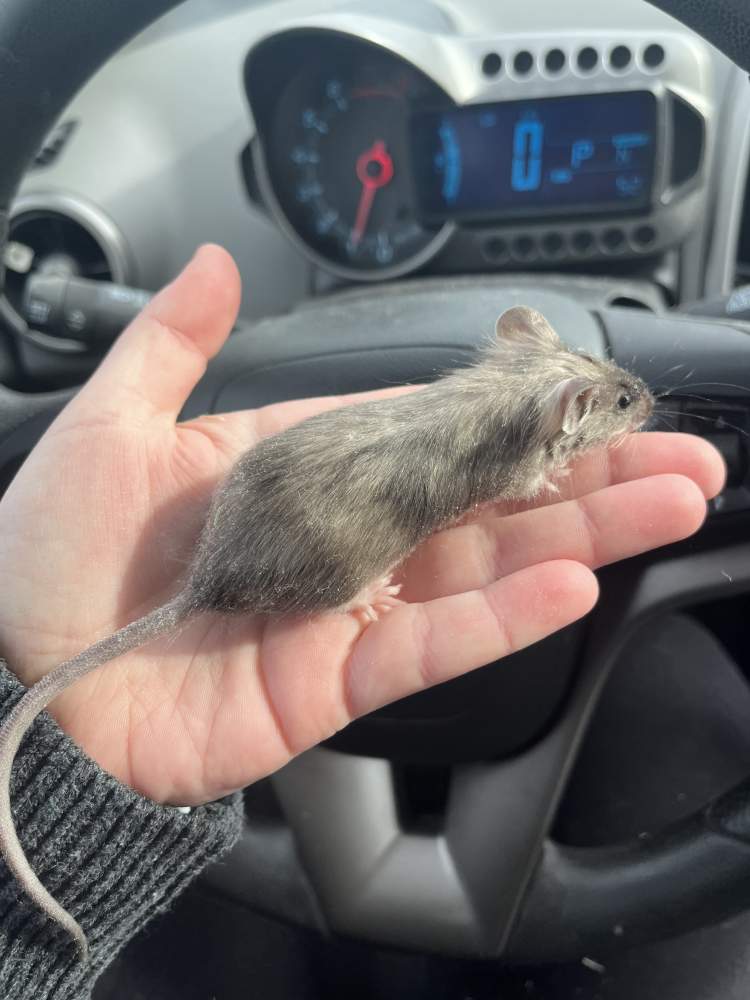 Fancy mouse Deceased Mus musculus 