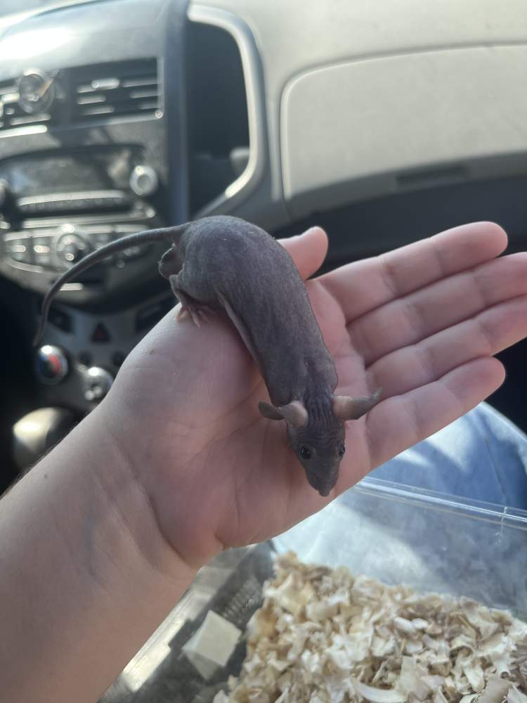 Fancy mouse Pet only Mus musculus 