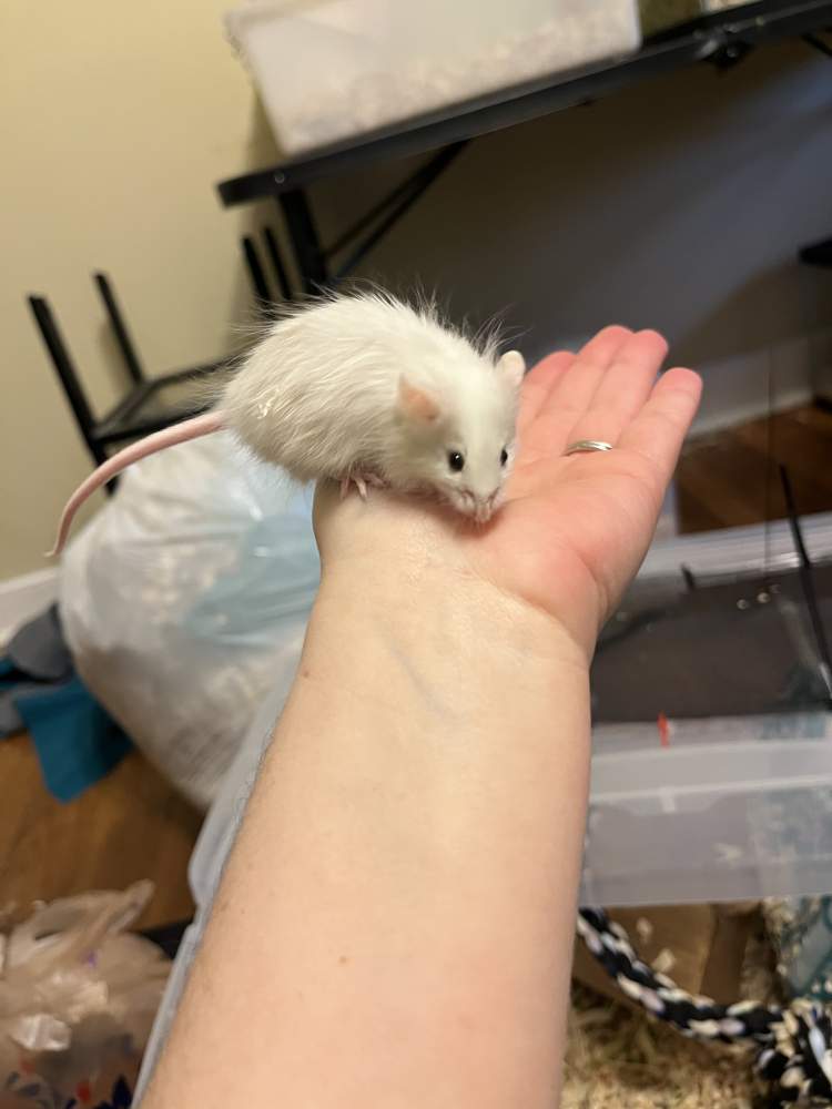 Fancy mouse Breeder Mus musculus 
