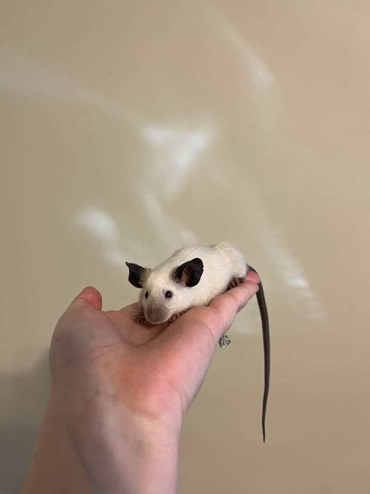 Fancy mouse Owned by other Mus musculus 