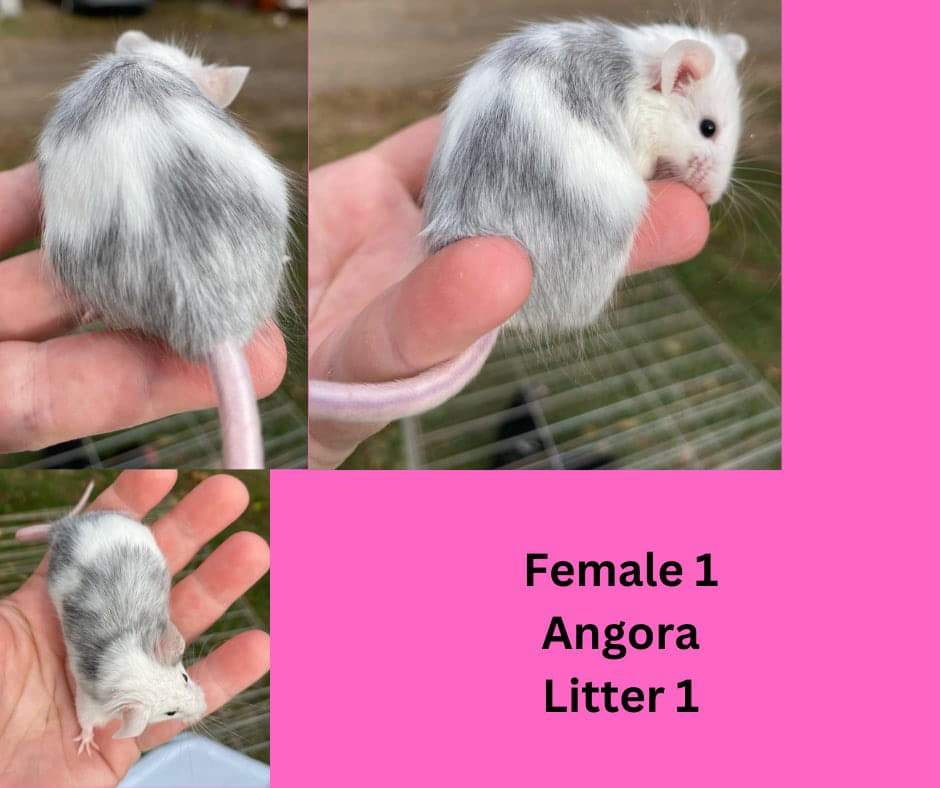 Fancy mouse Deceased Mus musculus 
