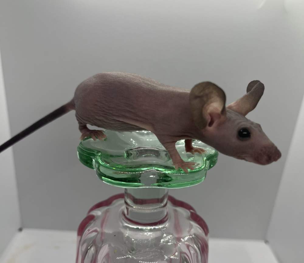 Fancy mouse Breeder Mus musculus 