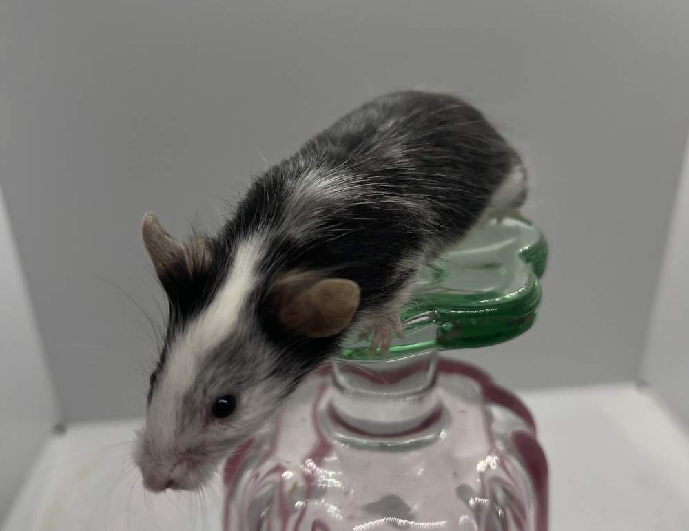 Fancy mouse Breeder Mus musculus 