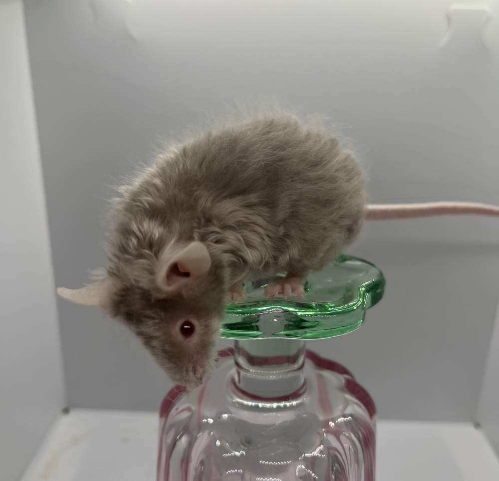 Fancy mouse Breeder Mus musculus 
