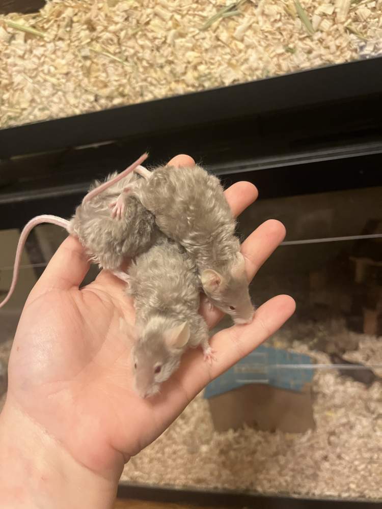 Fancy mouse Breeder Mus musculus 