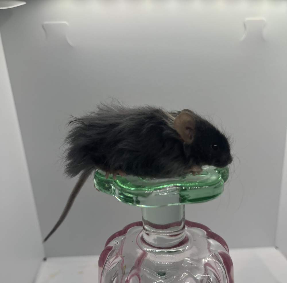 Fancy mouse Breeder Mus musculus 