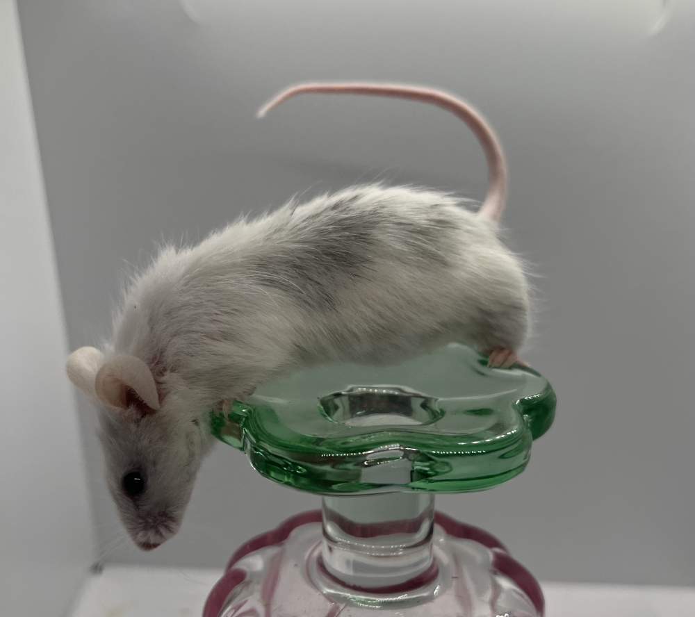 Fancy mouse Breeder Mus musculus 