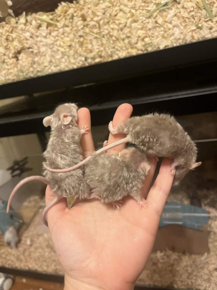 Fancy mouse Breeder Mus musculus 