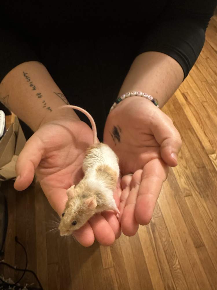 Fancy mouse Deceased Mus musculus 