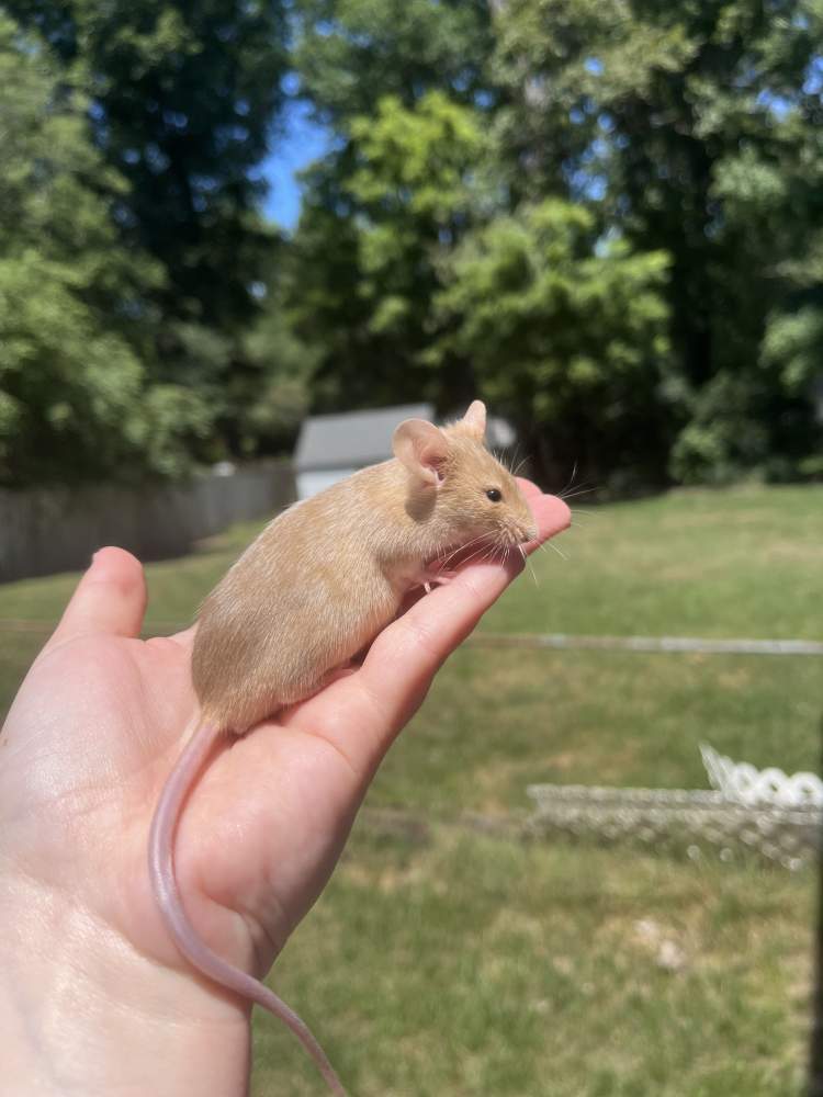 Fancy mouse Owned by other Mus musculus 
