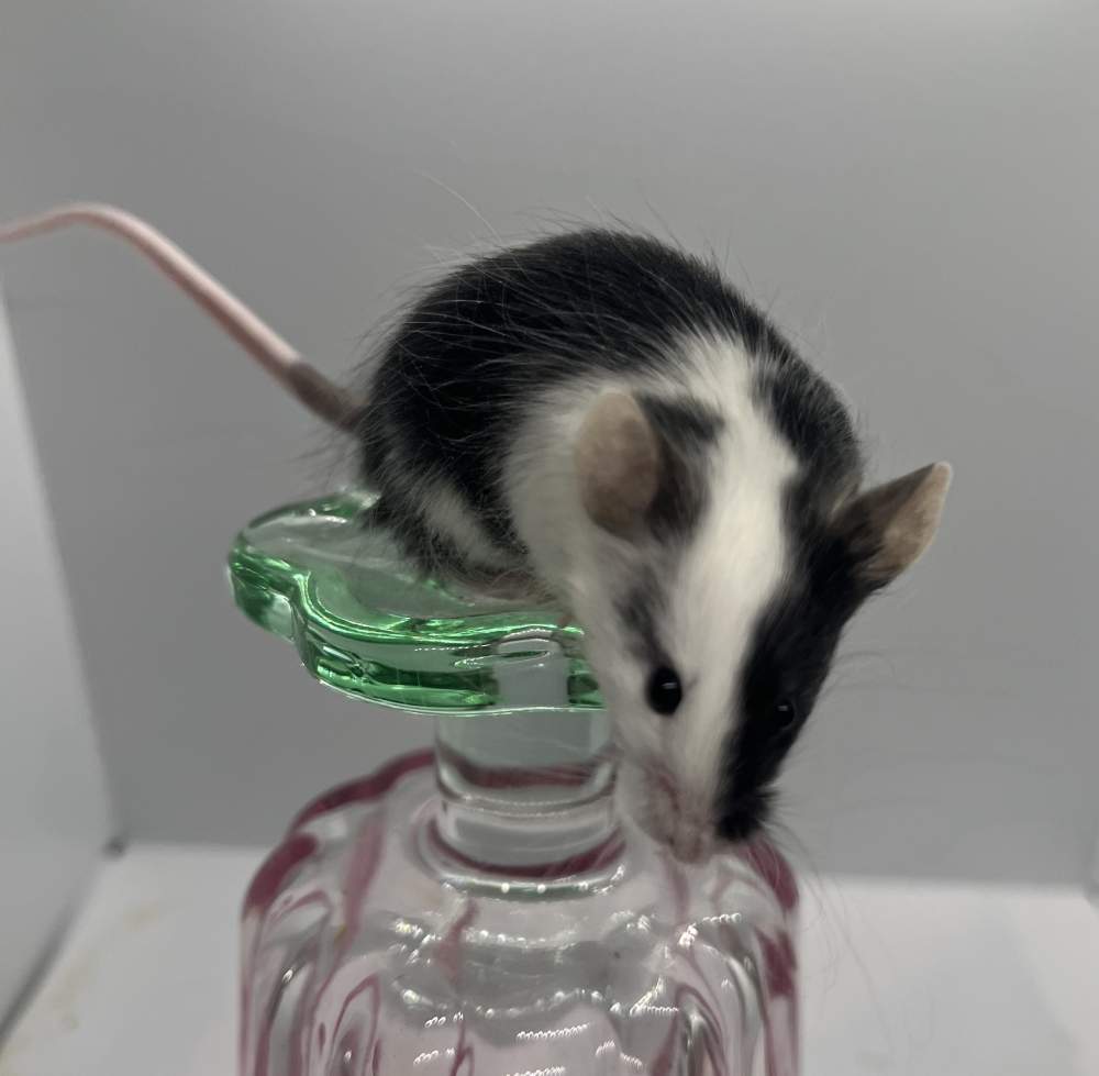 Fancy mouse Breeder Mus musculus 