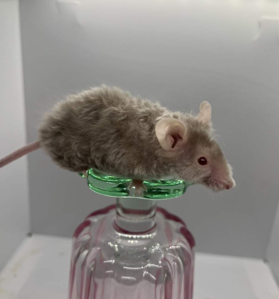 Fancy mouse Breeder Mus musculus 