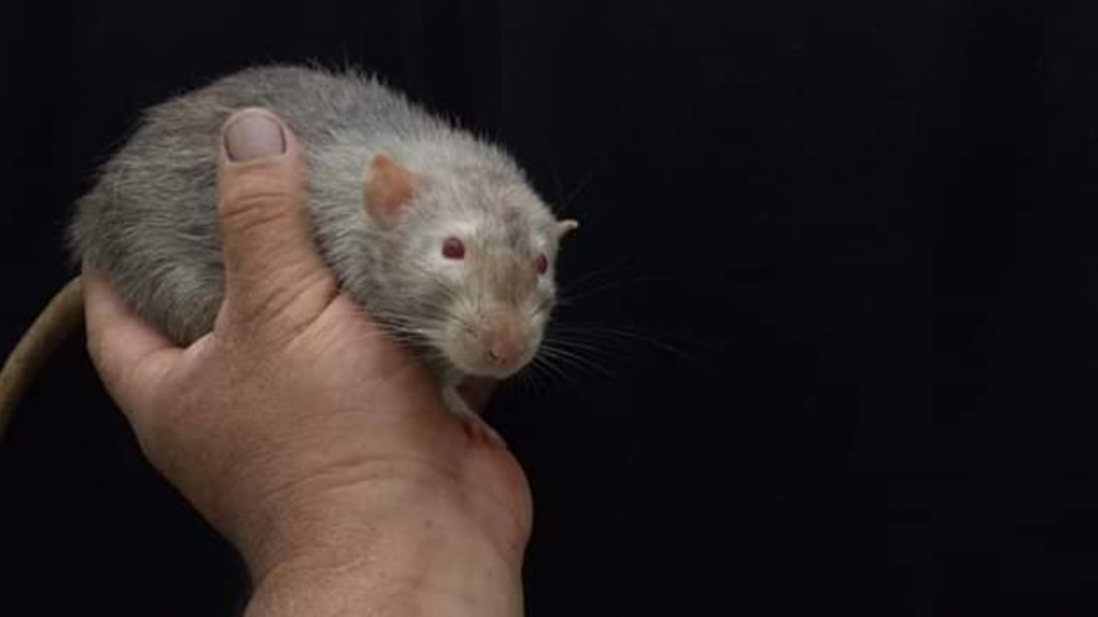 Fancy rat Pet only Rattus norvegicus 