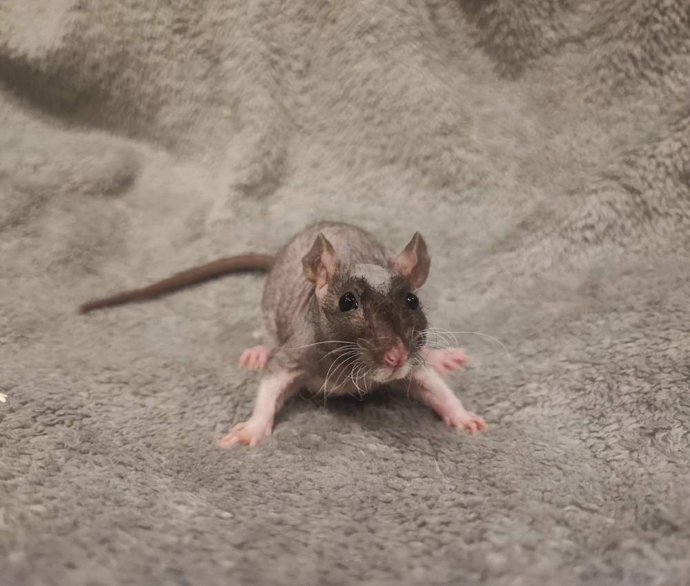 Fancy rat Breeder Rattus norvegicus 