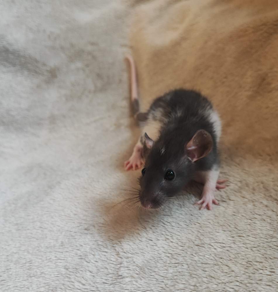 Fancy rat Breeder Rattus norvegicus 