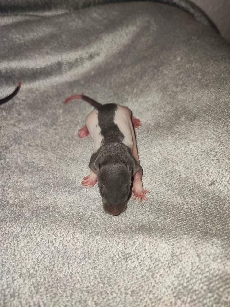 Fancy rat Pet only Rattus norvegicus 