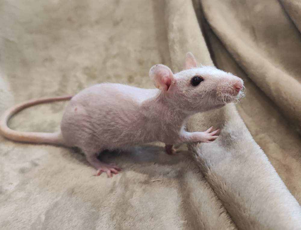 Fancy rat Pet only Rattus norvegicus 