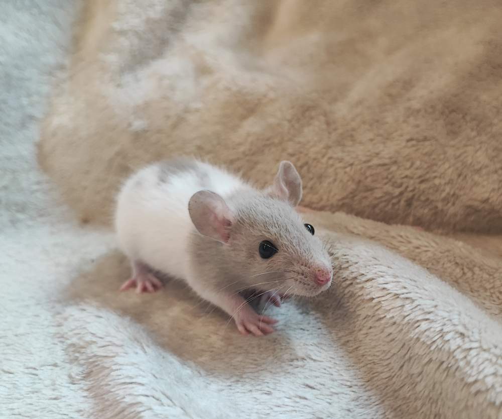 Fancy rat Breeder Rattus norvegicus 