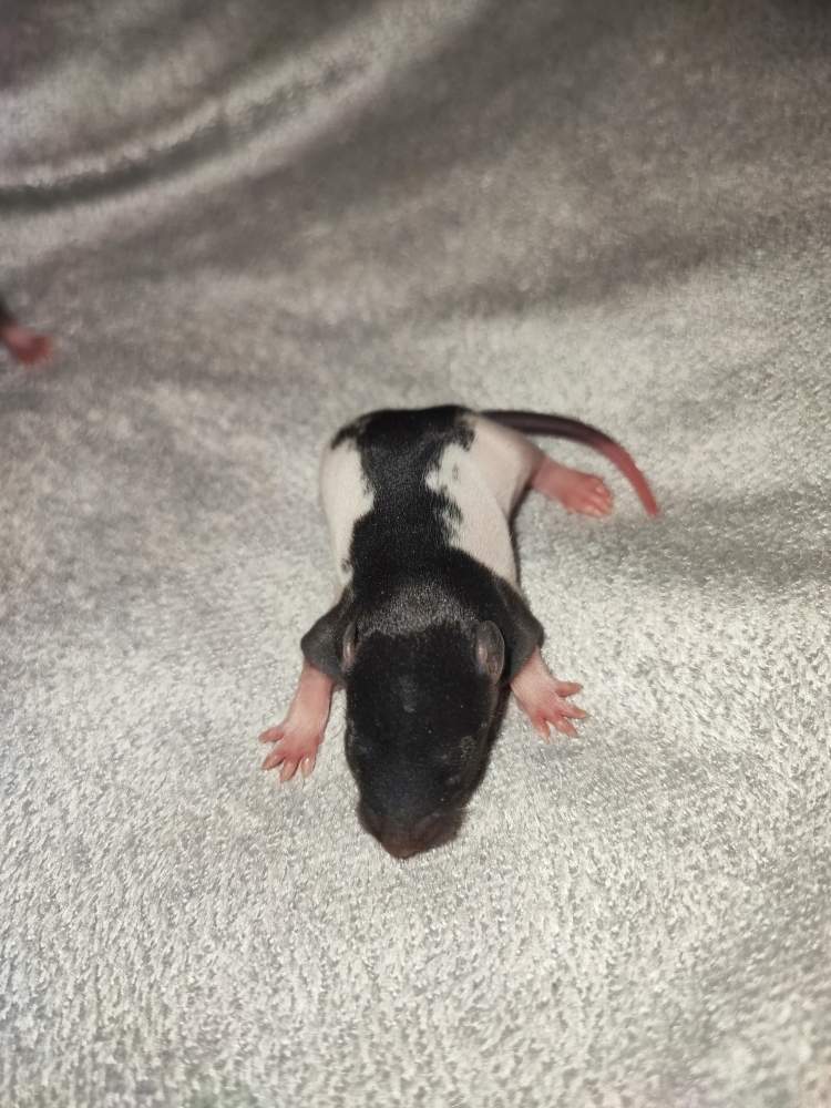 Fancy rat Pet only Rattus norvegicus 