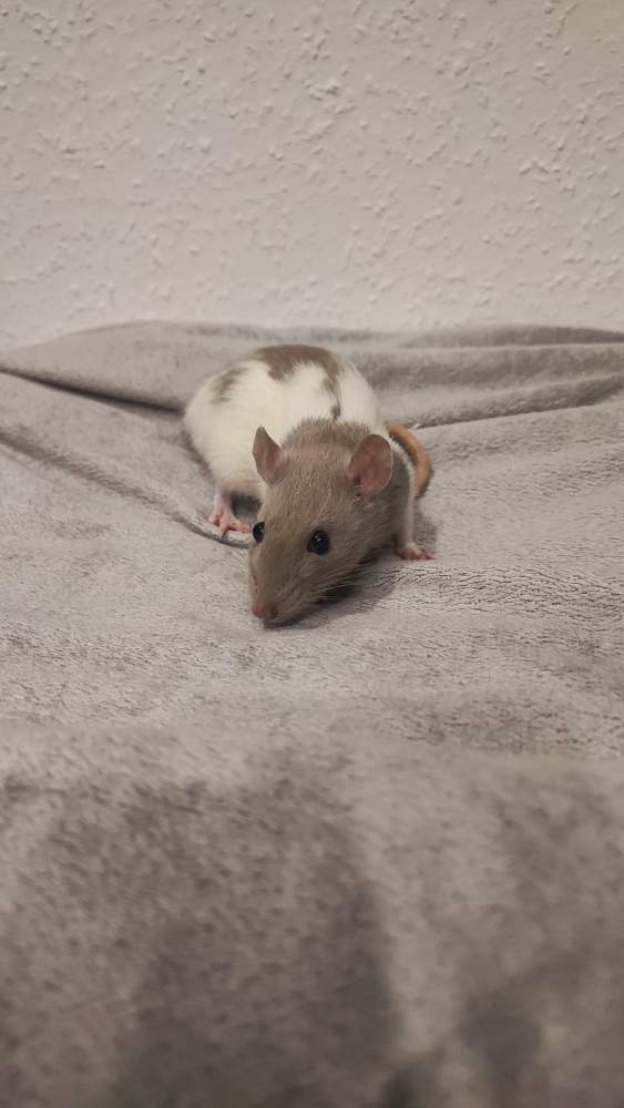 Fancy rat Breeder Rattus norvegicus 