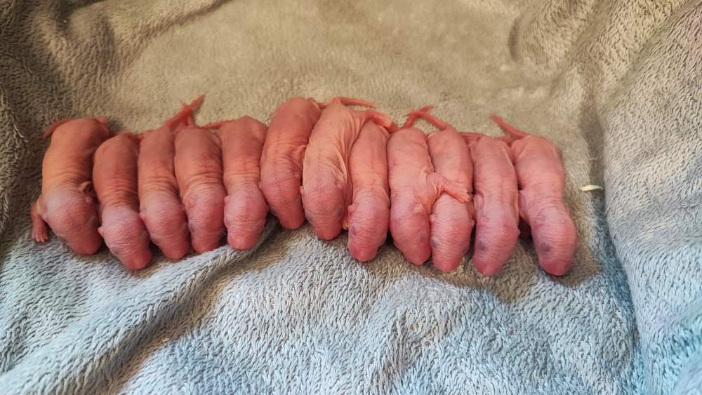 Fancy rat Pet only Rattus norvegicus 