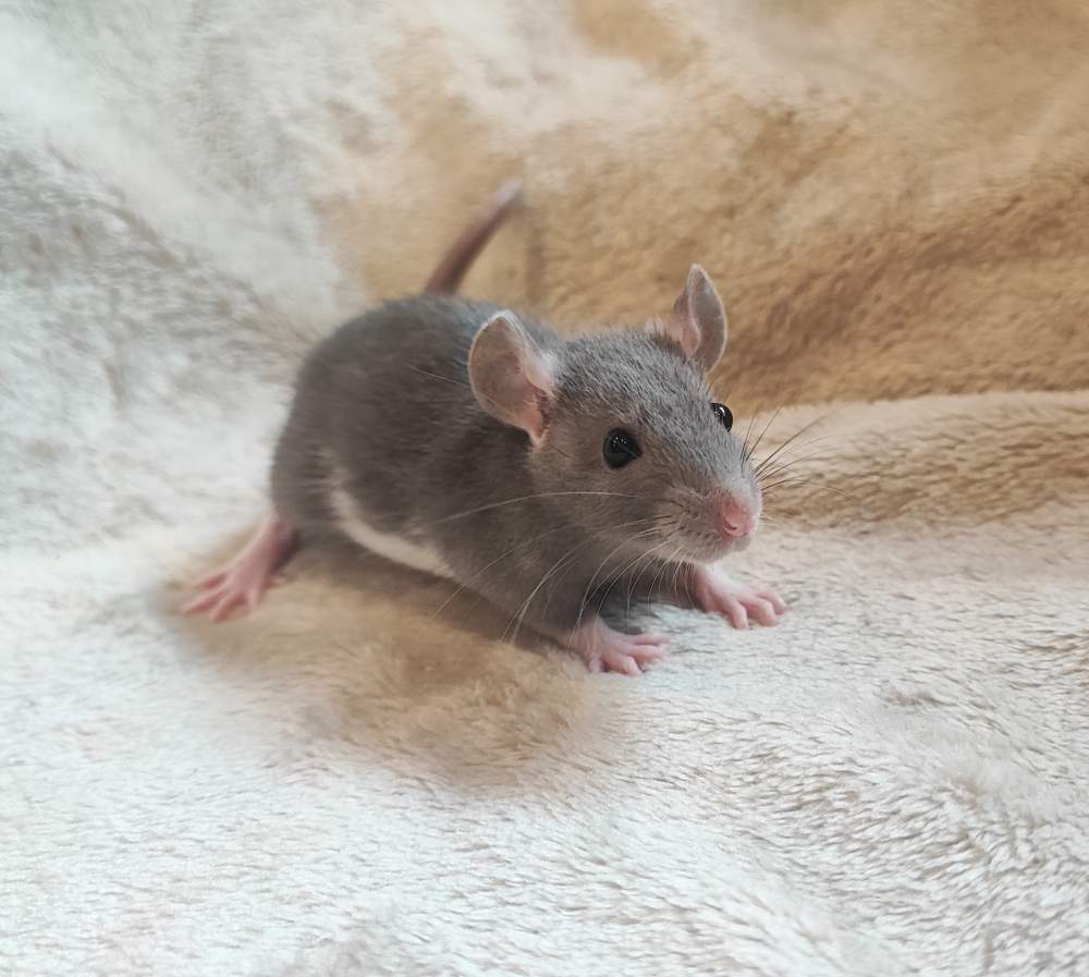 Fancy rat Breeder Rattus norvegicus 