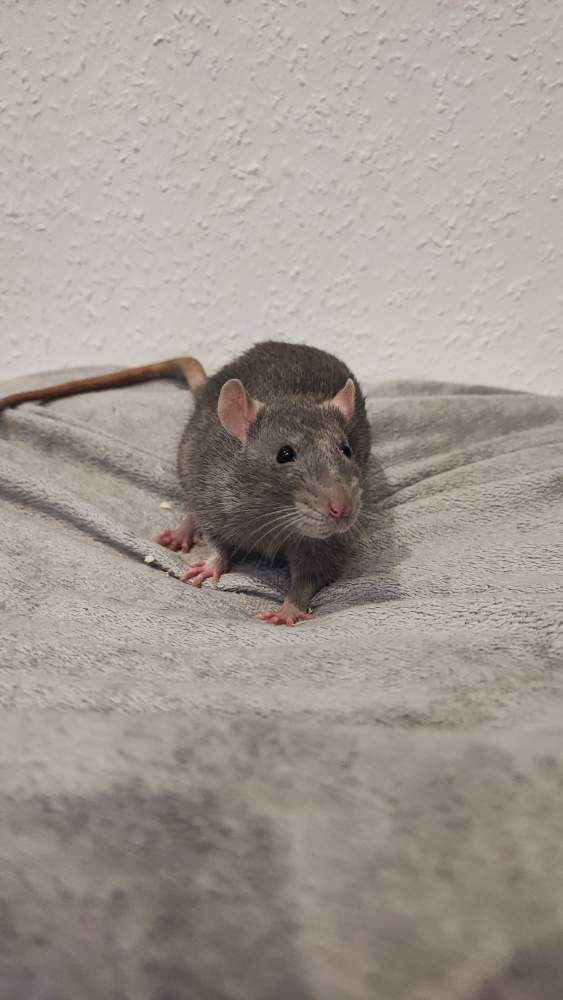 Fancy rat Breeder Rattus norvegicus 