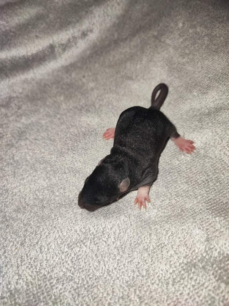 Fancy rat Pet only Rattus norvegicus 