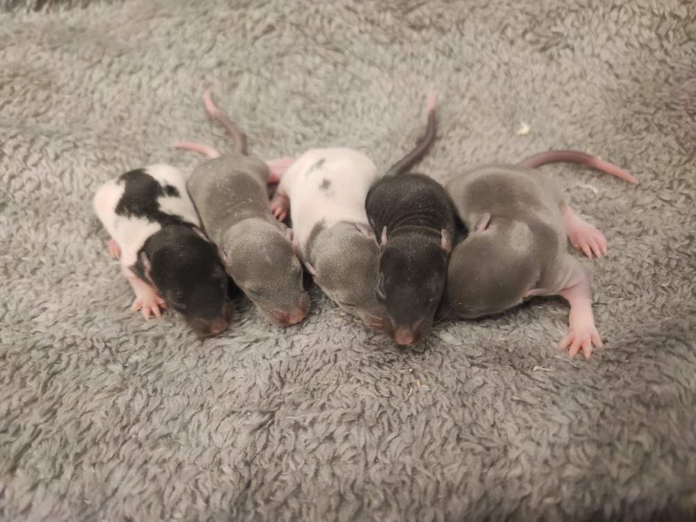 Fancy rat Pet only Rattus norvegicus 