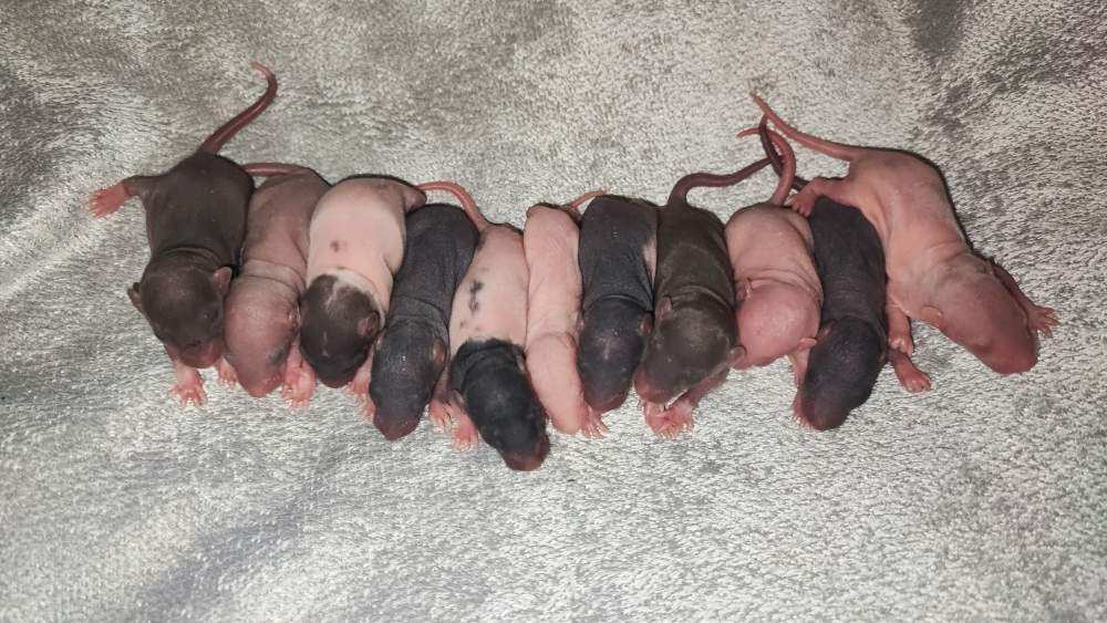 Fancy rat Pet only Rattus norvegicus 