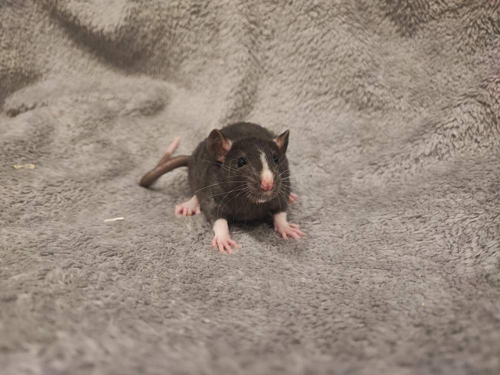 Fancy rat Breeder Rattus norvegicus 