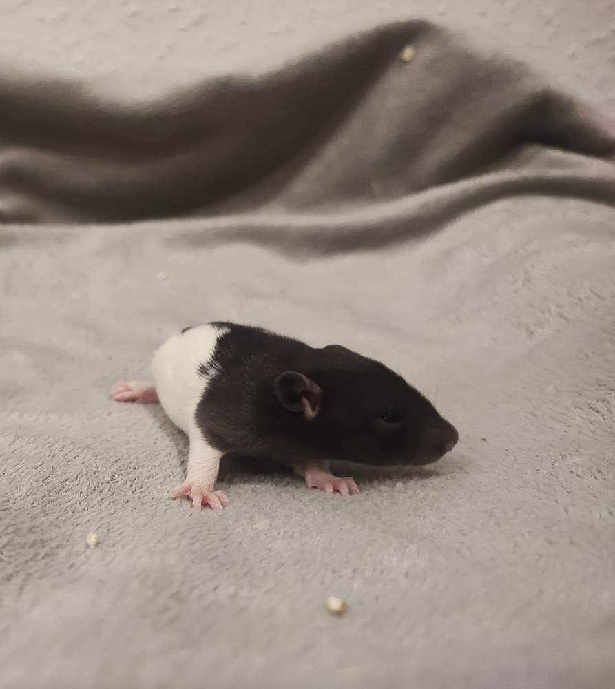 Fancy rat Pet only Rattus norvegicus 