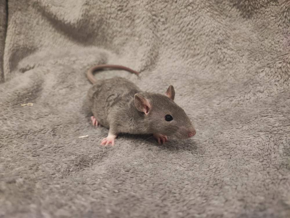 Fancy rat Breeder Rattus norvegicus 