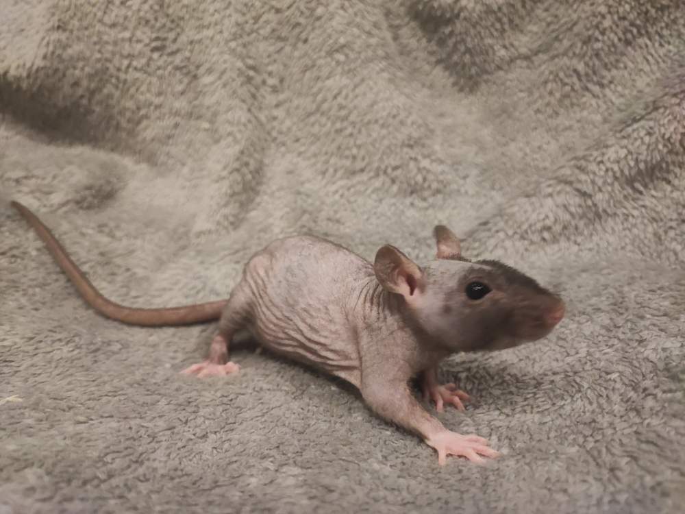 Fancy rat Rehomed Rattus norvegicus 