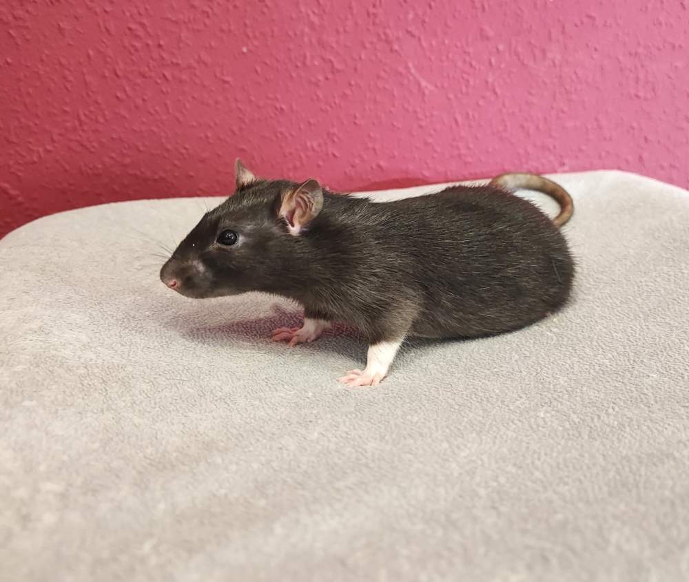 Fancy rat Breeder Rattus norvegicus 