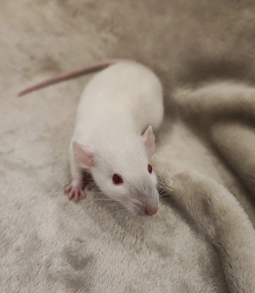 Fancy rat Breeder Rattus norvegicus 