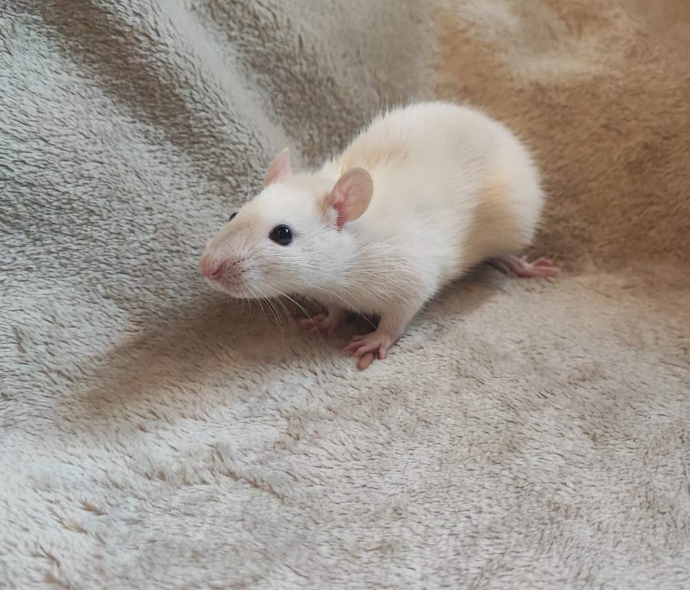 Fancy rat Breeder Rattus norvegicus 