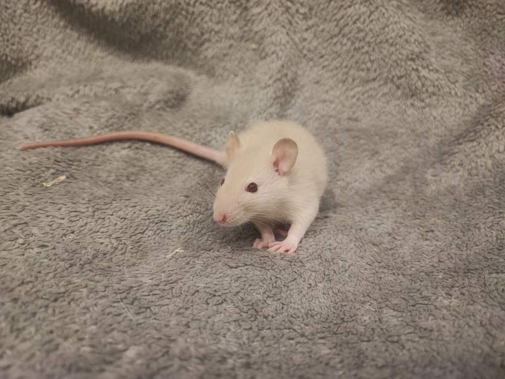 Fancy rat Rehomed Rattus norvegicus 