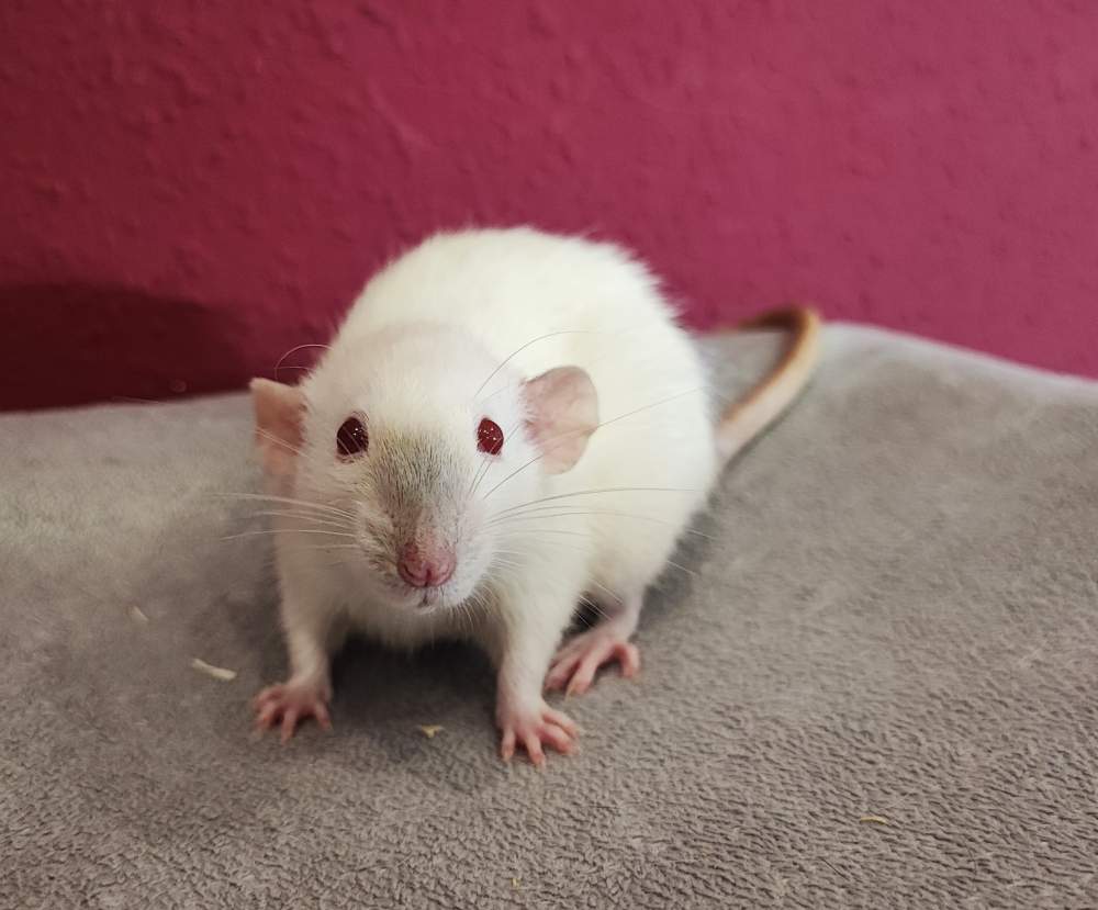 Fancy rat Breeder Rattus norvegicus 