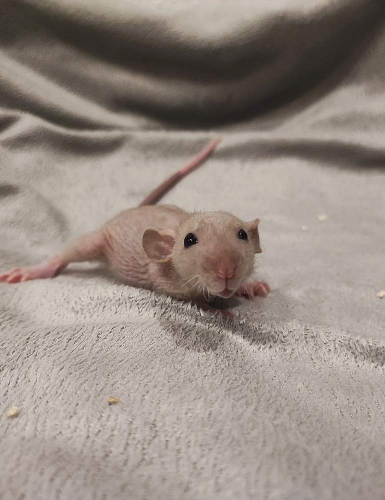 Fancy rat Breeder Rattus norvegicus 