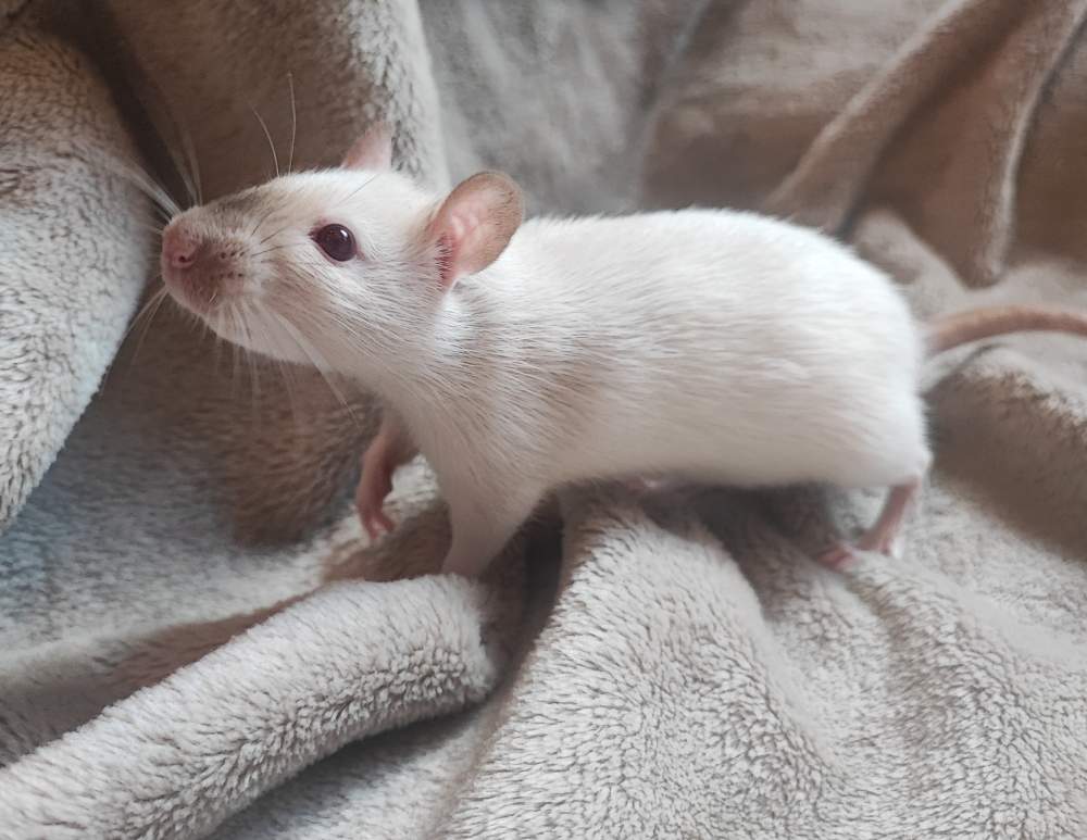 Fancy rat Breeder Rattus norvegicus 