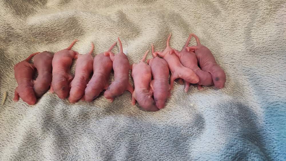 Fancy rat Pet only Rattus norvegicus 