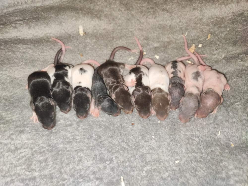 Fancy rat Pet only Rattus norvegicus 