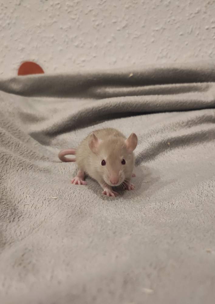 Fancy rat Pet only Rattus norvegicus 