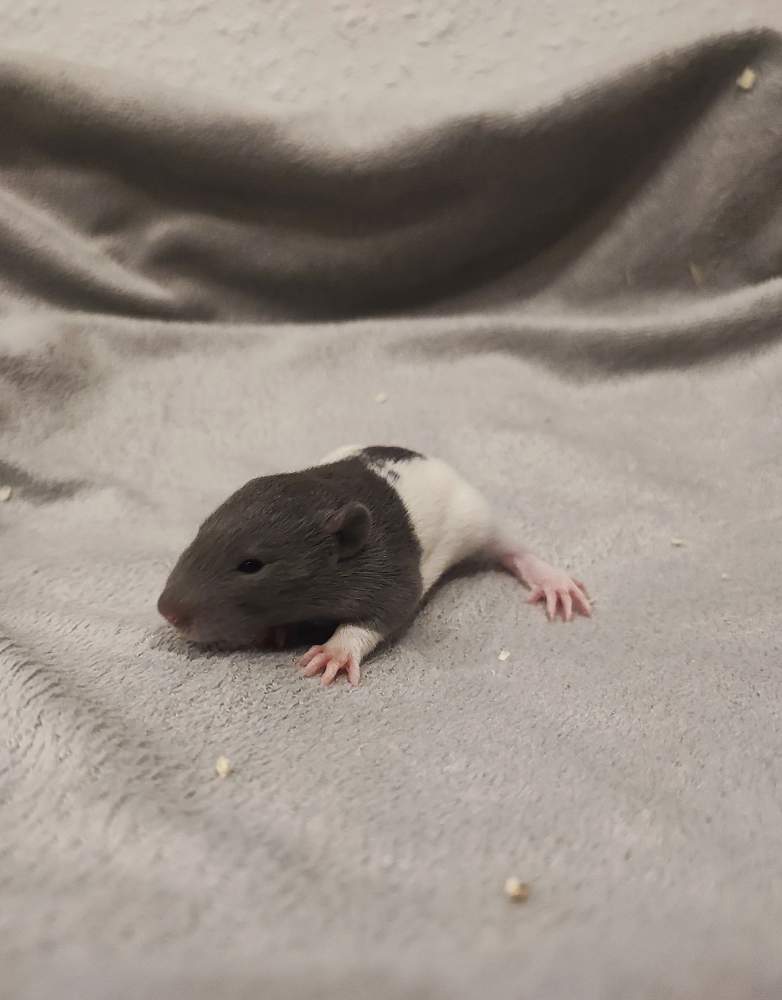 Fancy rat Pet only Rattus norvegicus 
