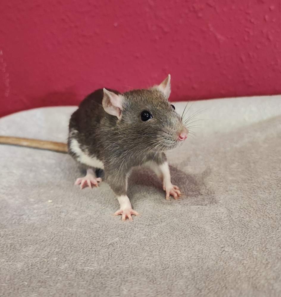 Fancy rat Breeder Rattus norvegicus 